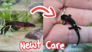 I Raised Firebelly Newts [upl. by Blinnie45]