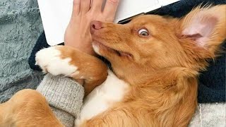 When your dog has had enough 😂 Funniest Dog Video 2024 [upl. by Okomot303]