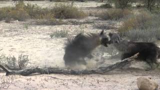 Brown Hyena territorial fight [upl. by Etteragram409]