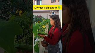 My organic vegetable garden organic gardening youtubeshorts [upl. by Aicemed]