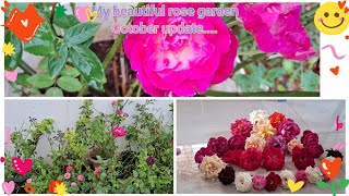 Rose Garden update and rainy season carerose gardening [upl. by Ahseiyk409]