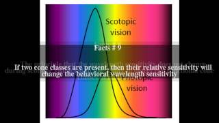 Scotopic vision Top  13 Facts [upl. by Hamel]