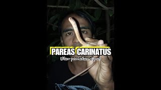 REVIEW ULAR PEMAKAN SIPUT PAREAS CARINATUS [upl. by Akeme428]