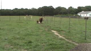 Mama amp Baby Calf Coming Up To Feed [upl. by Emlen368]