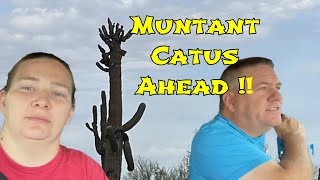 OffRoad Adventure to Find Rare Mutant Saguaro Cacti  AampG Adventures [upl. by Groark]