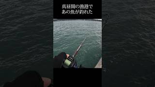 真昼間の漁港であの魚が釣れた fishing シーバス 太刀魚 [upl. by Terces]