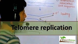 Telomere replication in eukaryotes [upl. by Hacim]