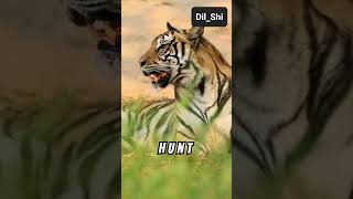 quotTigerquot dilshiacademy facts animals shortsfeed youtubeshorts reels shortsviral shortvideo [upl. by Ami218]