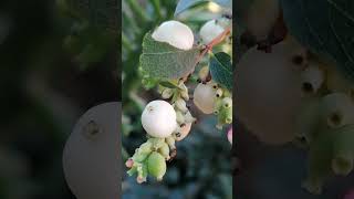 Symphoricarpos rivularis  Tears of Italy Lacrime dItalia  the REAL APPENNINO plant [upl. by Chloris881]