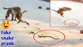 Fake Snake vs Funny Monkey Prank Cant Stop laughing  Monkey Prank [upl. by Oiziruam812]