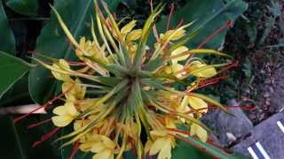 Hedychium gardnerianum  Kahili Ginger  Ginger Lily HD 01 [upl. by Ahsemo]