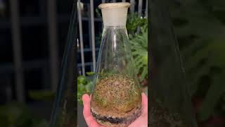 Quick and Easy Terrarium Ideas Terrarium Revival in simple steps [upl. by Vokaay]