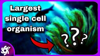 Worlds LARGEST single cell organism [upl. by Aicen]