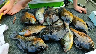 Summer blue gill fishing  Me and the grandson catching big Bream [upl. by Damon]