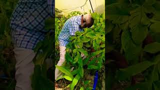 അക്വാപോണിക്സ് Aquaponics keralaagriculture keralahitechfarming agriculturefarming agriculture [upl. by Einaej82]