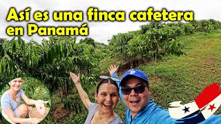 ¿Cómo su cultiva el CAFÉ en PANAMÁ visitamos la FINCA de CAFÉ PINTAO en Coclé  Los Mapamundis 🌍 [upl. by Ragse866]