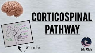 Corticospinal Tract  Pyramidal tract  Detailed Explanation with PG Questions [upl. by Guadalupe]