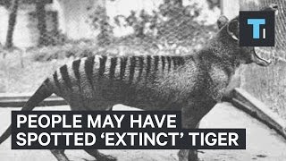 Tasmanian tiger could still be alive in Australia [upl. by Hajile]