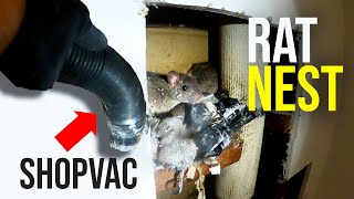 THE BEST WAY TO GET RID OF RATS QUICKLY Shopvac [upl. by Sheridan]