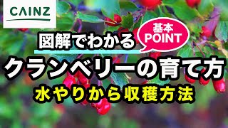 クランベリーの育て方 カインズ植物図鑑 [upl. by Nref]