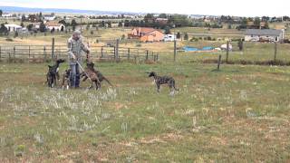 Deerhound Pups Update  14 Weeks Old [upl. by Meihar810]