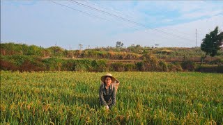 primitive rice harvest and husking  traditional China farming  countryside cooking [upl. by Ahsim]