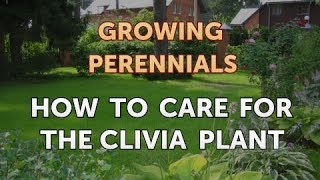 How to Care for the Clivia Plant [upl. by Jeaz419]