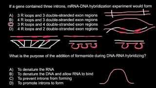 mRNADNA hybridization [upl. by Yednarb315]