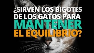 ¿Sirven los bigotes de gato para mantener el equilibrio [upl. by Gothar]