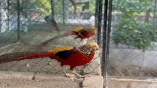 Bird Farm Islamabad Pakistan 🦜🦢 مزارع الطيور [upl. by Dugald67]