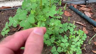 Wood Sorrel Seed Pods [upl. by Tichon617]