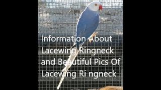 Information About Lacewing Ringneck Parrot  And Beautiful Pics Of Lacewing Ring Neck  BIRDS FOBIA [upl. by Hershell145]