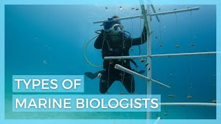 5 Types of Marine Biologists  Careers in Marine Biology [upl. by Akerehs92]