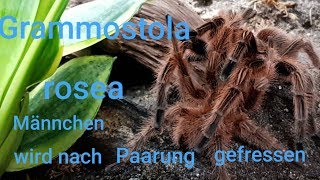 Grammostola rosea  Männchen wird nach Paarung gefressen [upl. by Aihtenyc]