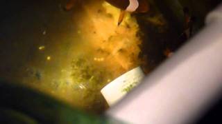 DIY Larval Snagger Clownfish Hatch [upl. by Kym]