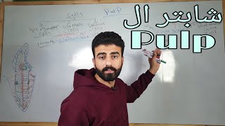 pulp 1  oral histology  عزت شومان [upl. by Abbey]