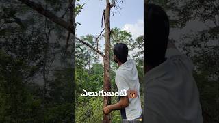 sloth bear climbing ytshorts viralvideo nature youtubeshorts favoritefoodfor slothbear [upl. by Atteuqahc]