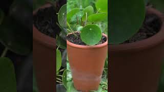 Tip Tuesday  Pilea houseplants plants houseplantclub indoorplants plantcare planthome [upl. by Ssyla]