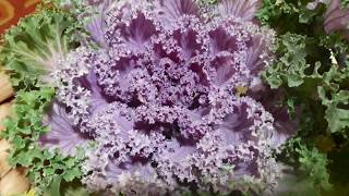 82🥀🌿Best Beautiful Plant in 🌸🌿Winter KALEORNAMENTAL 🌸🌿CABBAGE grow n care 🌸tipsHindiUrdu [upl. by Leuams953]