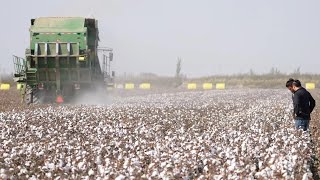 Young farmers in Xinjiang gamify cotton growing [upl. by Almeeta]