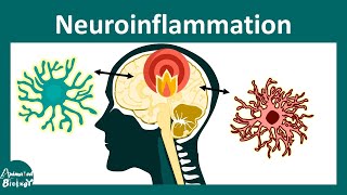 Neuroinflammation  Role of microglia in Neuroinflammation [upl. by Fante290]