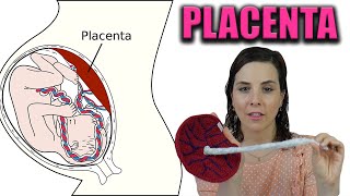 PLACENTA  todo lo que tienes que saber Anatomía y funciones de la placenta [upl. by Teloiv]