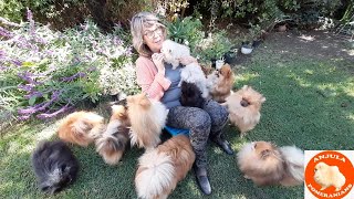 13 Pomeranian Toy Pom Culture Pom puppies and dogs getting treats AnjulaPomeranians [upl. by Amre]