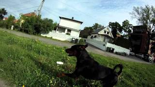 RottweilerDobermann mix running [upl. by Suired]