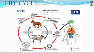 Echinococcus Granulosus [upl. by Aisanahta749]