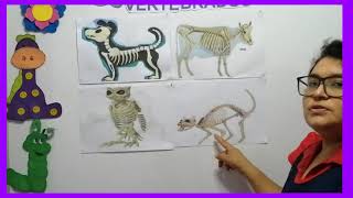 Los animales vertebrados para niños de nivel inicial clases virtuales [upl. by Eillak]