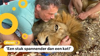 Nederlandse dierenarts opereert een leeuw [upl. by Mayberry]