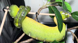 Northern Emerald Tree Boa Ovulation  Corallus caninus [upl. by Wurtz468]