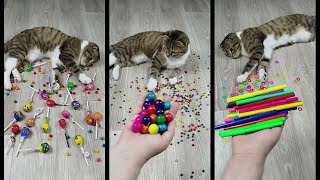 Funny Cat Barsik and Marbles Reverse Video ASMR [upl. by Yaluz]