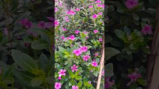 Periwinkle Flower  Sadabahar phool  shorts shortvideo viralshorts [upl. by Ytrebil]